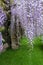 Cascades of purple wisteria flowers in bloom, photographed in Nymans garden in Haywards Heath, West Sussex UK.