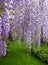 Cascades of purple wisteria flowers in bloom, photographed in Nymans garden in Haywards Heath, West Sussex UK.