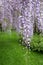 Cascades of purple wisteria flowers in bloom, photographed in Nymans garden in Haywards Heath, West Sussex UK.