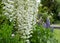 Cascades of white wisteria at St John\\\'s Lodge Garden, located in the Inner Circle at Regent\\\'s Park, London UK.