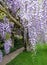 Cascades of wisteria flowers in bloom, photographed in a garden in Haywards Heath, West Sussex UK.