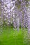 Cascades of wisteria flowers in bloom, photographed in a garden in Haywards Heath, West Sussex UK.