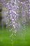 Cascades of wisteria flowers in bloom, photographed in a garden in Haywards Heath, West Sussex UK.