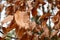 Cascading Bronze Autumn Leaves Background