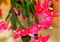 Cascading Christmas Cactus