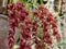 Cascading cymbidium or boat orchid dark red chocolate flowers