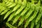 Cascading fern leaves.