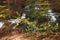 Cascading river and waterfall in springtime forest