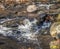 the cascading waters of trap falls brook