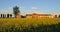 Cascina rural building with field mustard (Brassic