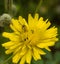 Case-bearing Leaf Beetle on Asteraceae flower