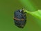 Case Bearing Leaf Beetle Eating A Leaf