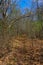 Case Eagle Park Path Surrounded by Tree Branches