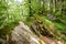 Casentino secular forest, one of the largest forest in Europe, extraordinarily rich in flora and fauna. Foot trail around La Verna