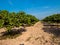 Cashew farm