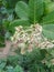 The cashew flower