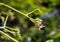 Cashew flower, Anacardium occidentale, on tree