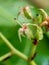 Cashew flower with a natural background