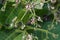 Cashew flowers, Anacardium occidentale, on tree