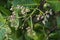 Cashew flowers, Anacardium occidentale, on tree
