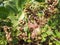 Cashew flowers with green background, cashew plant.