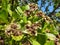 Cashew flowers with green background, cashew plant.