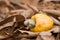 Cashew Fruit