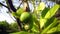 Cashew Fruit and Ants on it