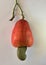 Cashew fruit food  on white background