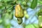 Cashew fruit in India or nature fruit on out door