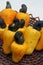 Cashew fruit in white background,  Natal