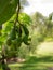 Cashew fruits ripening on tree
