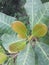 Cashew leaf
