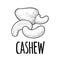 Cashew nut with fetus. Vector engraving black vintage illustration