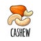 Cashew nut with fetus. Vector engraving color vintage illustration