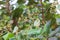 Cashew nut flower with green leaves blur.