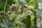 Cashew nut- Flowers and tender nuts on plant