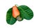 Cashew nut ripe  with green leaf