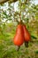 Cashew nut ripe on the tree in the garden.