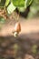 Cashew Nut tree with fruit on it