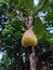 Cashew nut tree, which locals call kaju is quite common in Sri Lanka