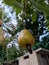 Cashew nut tree, which locals call kaju is quite common in Sri Lanka.