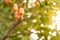 Cashew nuts on a branch in the garden in the light of sunset