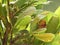 Cashew plant closeup