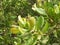 Cashew plant closeup