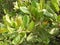 Cashew plant closeup