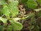 Cashew plant closeup with flowers