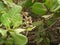 Cashew plant closeup with flowers