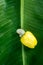 Cashew Plant tree fruit On a banana leaf