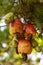 Cashew plantation in bahia